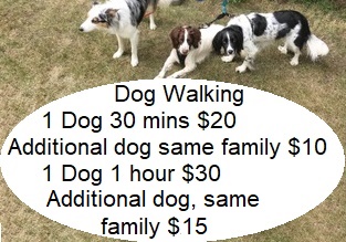 nicky's dog walking services